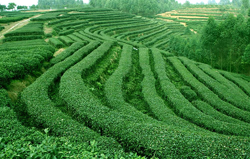 茶樹(shù)茶園